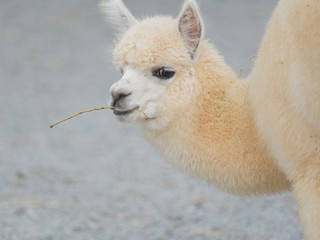 Funny white alpaca with a twig in mouth, looking back at camera. 