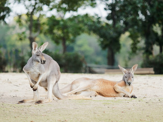 Portrait of two kangaroos in nature, one is sitting and another is lying on ground, focused on the sitting one.