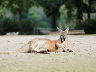 Portrait of lying red kangaroo in nature.