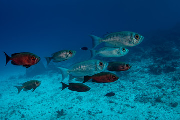 School of Common Bigeye, Priacanthus hamrur