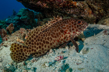 Closeup of a beautiful Longfin grouper/honeycomb rockcod (Epinephelus quoyanus) on sand in the coral reef in Red Sea, Egypt