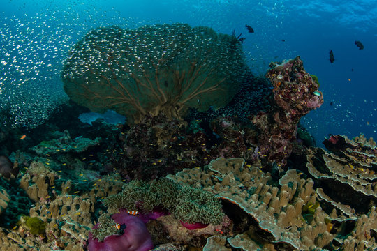 Big gorgonian in a cloud of small silver fishes, surrounded by Porites Rus corals and anemones on a coral reef of Red Sea, Egypt