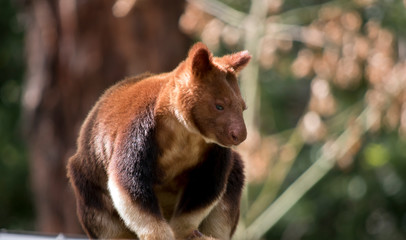 a tree kangaroo