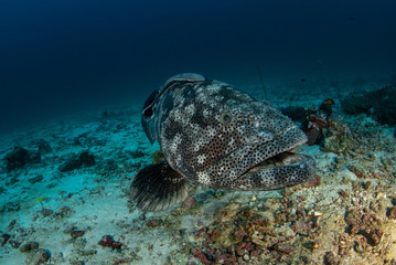 Malabar Grouper, Epinephelus malabaricus with remora