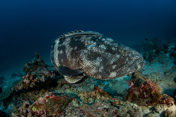 Malabar Grouper, Epinephelus malabaricus with remora
