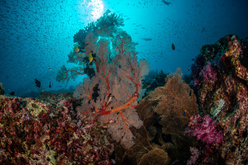 Red knotted sea fans with schools of fish in tropical coral reef of Andaman sea 