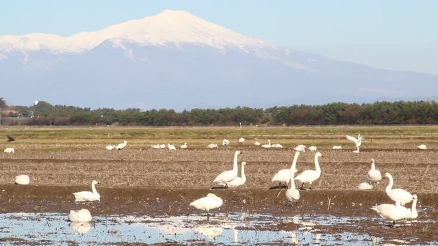 冠雪の鳥海山と餌をついばむ白鳥