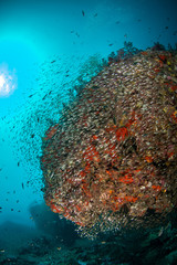 Fototapeta na wymiar Tropical coral reef in Andaman sea with school of glassfish