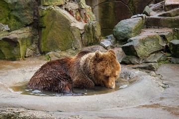 Bathing a big brown bear in a puddle at the zoo.