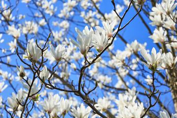 Blooming white Magnolia in the garden in the spring.
