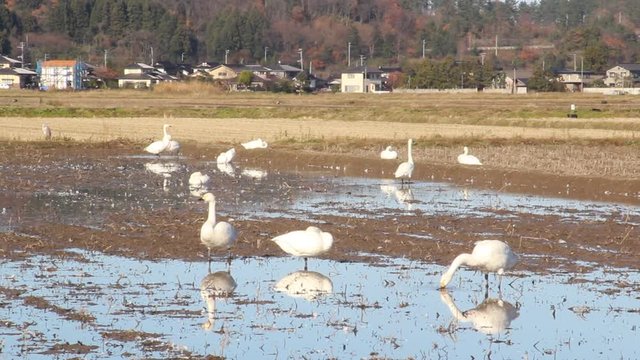 餌をついばむ白鳥