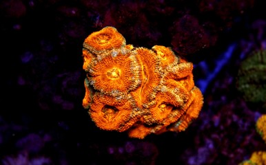 Lordhowensis Coral LPS Acan - Acanthastrea lordhowensis  © Kolevski.V