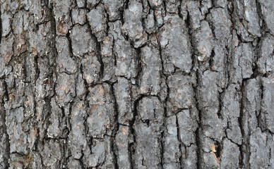 Oak Tree bark gray color large chunky pieces