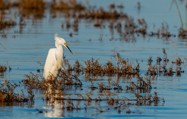 Large white egret in the marsh