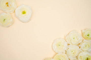 White Ranunculus Flowers on Light Pastel yellow Background