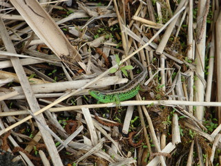 Green lizard