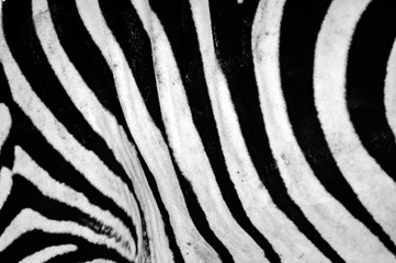 Fototapeta na wymiar Black and white stripes, patterns and textures of a Zebra