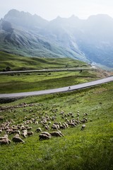 Vélo et troupeau de moutons en Alpage sur le Col du Lautaret dans les Hautes-Alpes en France