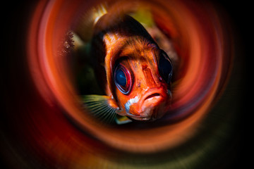 Longjaw Squirrelfish surrounded by beautiful red swirls reflecting his own colors in a tropical coral reef.
