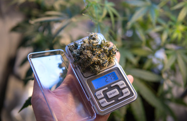 medical marijuana harvest scales in details.