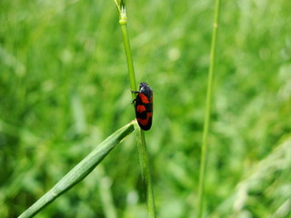 Owad © Pawel