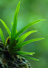 Fototapeta premium 新緑の山のシダ