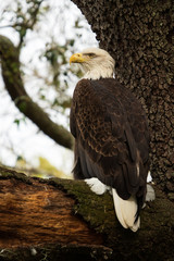 Eagle in Tree