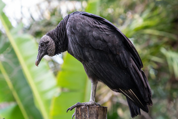 Turkey Vulture