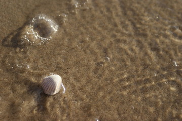 Fototapeta na wymiar muszla na plaży