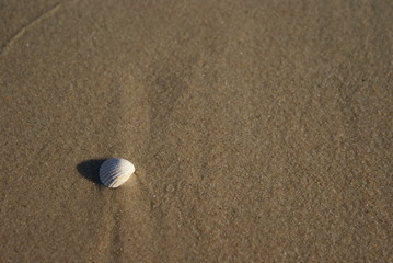 Fototapeta na wymiar muszla na plaży