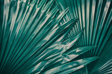 Obraz premium palm leaf, close up of dark green foliage texture, nature background, toned process