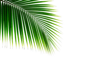 Obraz premium tropical coconut palm leaf isolated on white background for summer design elements
