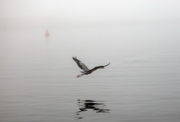 Great Blue Heron flying on foggy morning in Morro Bay Central California coastline United States