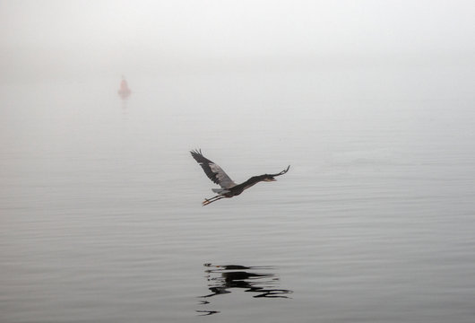 Great Blue Heron flying on foggy morning in Morro Bay Central California coastline United States
