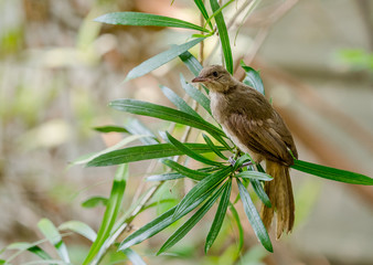 Streak-eared Bulbul (Pycnonotus blanfordi) on branch, Thailand