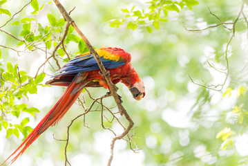 Scarlet macaw (Ara macao), large red, yellow, and blue Central and South American parrot.  Member...