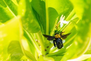 Bumblebee flying to flower chasing nectar © ricjacynophoto.com