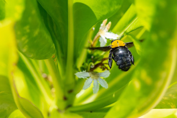 Bumblebee flying to flower chasing nectar