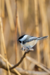 Obraz premium Black Capped Chickadee
