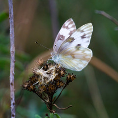 Pale blue butterfly at Washington Ranch in autumn.