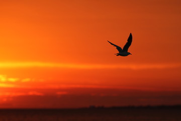 Fototapeta na wymiar Bird in flight during sunset