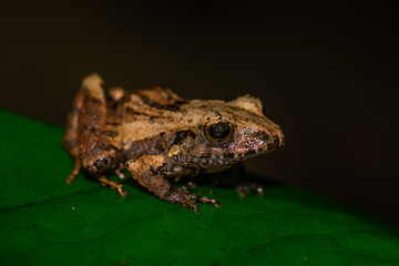 Fototapeta premium rana hojarasca