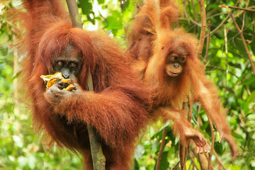 Female Sumatran orangutan with a baby sitting on a tree in Gunung Leuser National Park, Sumatra, Indonesia © donyanedomam