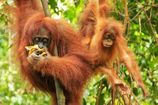 Female Sumatran orangutan with a baby sitting on a tree in Gunung Leuser National Park, Sumatra, Indonesia