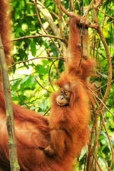 Baby Sumatran orangutan next to its mother n Gunung Leuser National Park, Sumatra, Indonesia