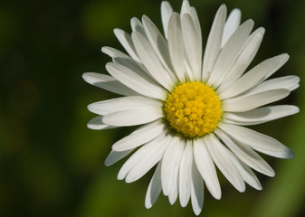 Fototapeta premium Kwiaty z bliska