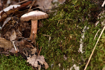 mushroom in the forest