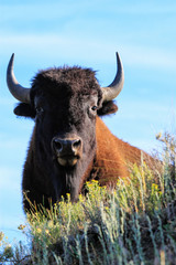 Portrait of a male bison, Yellowstone National Park, Wyoming