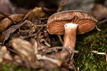 mushroom in the forest