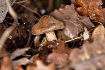 mushroom in the forest